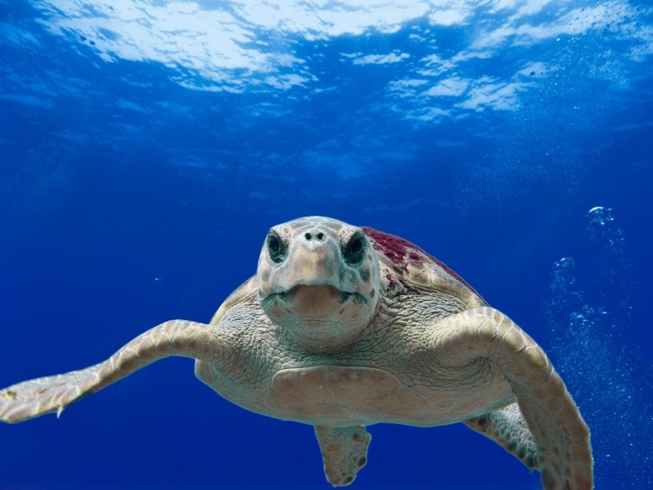 Plastic Straws Help Sea Turtles Drink Water Better – The Sundial